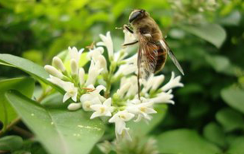 椴樹蜂蜜原料