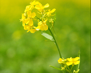 油菜蜂蜜原料.jpg